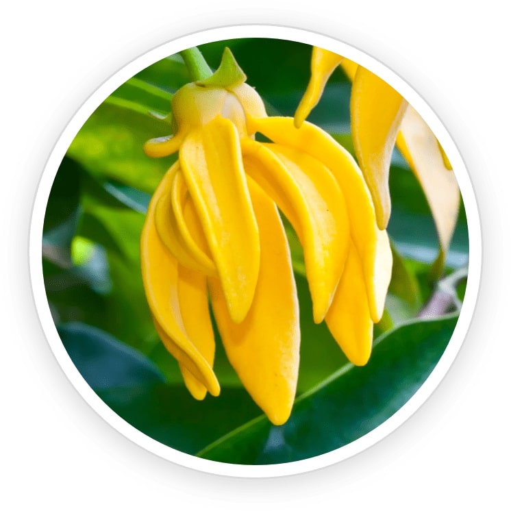 FoliPrime-ingredient6